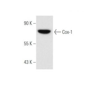 Cox-1 Antibody (4i272) - Western Blotting - Image 58569