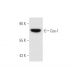 Cox-1 Antibody (4i272) - Western Blotting - Image 58569