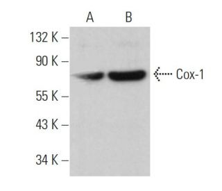 Cox-1 Antibody (H-1) - Western Blotting - Image 379259 