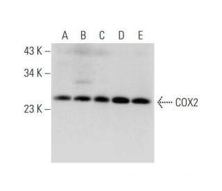 COX2 Antibody (D-5) - Western Blotting - Image 319392 