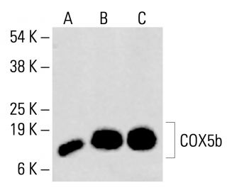 COX5b Antibody (B-2) - Western Blotting - Image 414580 