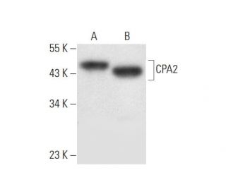 CPA2 Antibody (B-5) - Western Blotting - Image 296271 