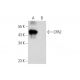 CPA2 Antibody (B-8) - Western Blotting - Image 297842