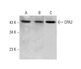 CPA2 Antibody (D-1) - Western Blotting - Image 348591 