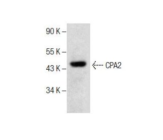 CPA2 Antibody (E-6) - Western Blotting - Image 287634