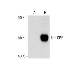 CPE Antibody (H-5) - Western Blotting - Image 297986