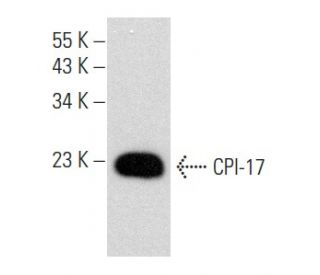 CPI-17 Antibody (A-7) - Western Blotting - Image 357708 