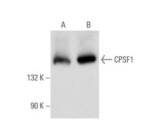 CPSF1 Antibody (B-5) - Western Blotting - Image 70449 
