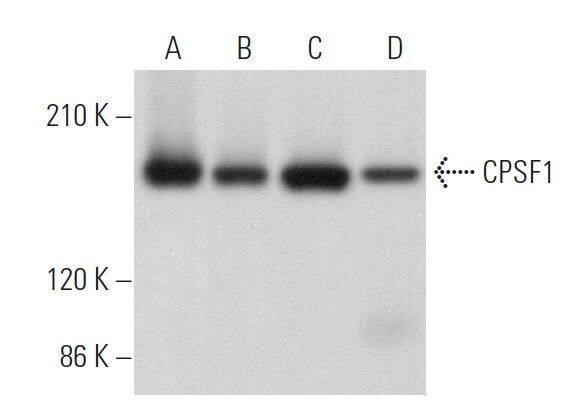 CPSF1抗体 (G-10) | SCBIO - Santa Cruz Biotechnology