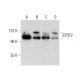CPSF2 Antibody (A-6) - Western Blotting - Image 305747