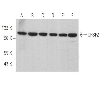 CPSF2 Antibody (A-6) - Western Blotting - Image 375034 