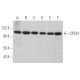 CPSF2 Antibody (A-6) - Western Blotting - Image 375034 