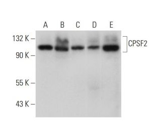 CPSF2 Antibody (A-9) - Western Blotting - Image 305853 