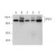 CPSF2 Antibody (A-9) - Western Blotting - Image 305853 
