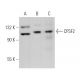CPSF2 Antibody (A-9) - Western Blotting - Image 375052