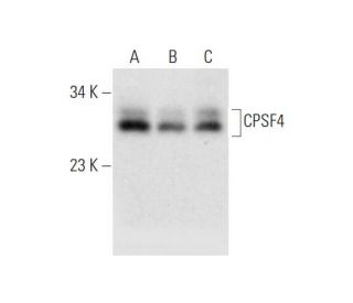 CPSF4 Antibody (A-11) - Western Blotting - Image 332752 
