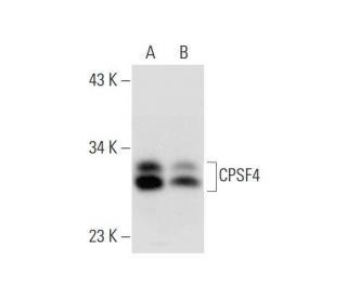CPSF4 Antibody (D-1) - Western Blotting - Image 298627 