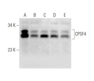 CPSF4 Antibody (F-8) - Western Blotting - Image 332753 