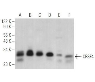 CPSF4 Antibody (F-8) - Western Blotting - Image 366509