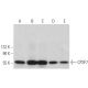 CPSF7 Antibody (A-9) - Western Blotting - Image 372447 