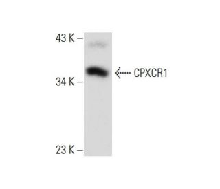 CPXCR1 Antibody (H-9) - Western Blotting - Image 134768 
