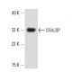 CRALBP Antibody (D-10) - Western Blotting - Image 12555 