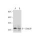CRALBP Antibody (D-10) - Western Blotting - Image 296898