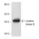 creatine kinase-B Antibody (G-6) - Western Blotting - Image 148719