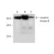 creatine kinase-B Antibody (G-6) - Western Blotting - Image 296250 