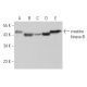 creatine kinase-B Antibody (G-6) - Western Blotting - Image 374125 