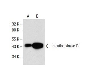 creatine kinase-B Antibody (B-9) - Western Blotting - Image 146457