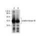 creatine kinase-M Antibody (C-4) - Western Blotting - Image 285418