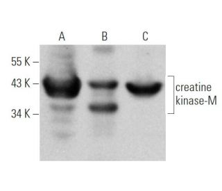 creatine kinase-M Antibody (C-4) - Western Blotting - Image 374681 
