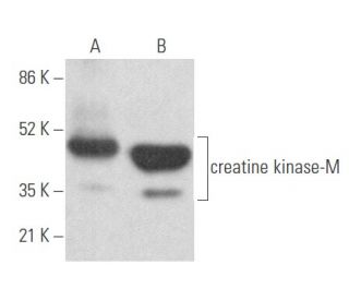 creatine kinase-M Antibody (G-9) - Western Blotting - Image 355609 