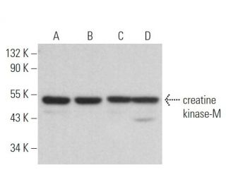 creatine kinase-M Antibody (MM-25) - Western Blotting - Image 371494 