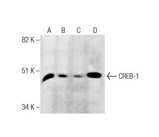 CREB1 Antibody (24H4B) - Western Blotting - Image 282502 