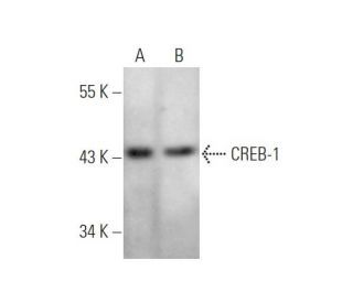 CREB1 Antibody (D-12) - Western Blotting - Image 349319 