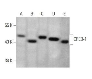 CREB1 Antibody (D-4) - Western Blotting - Image 349320 