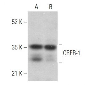 CREB1 Antibody (X-12) - Western Blotting - Image 380644 