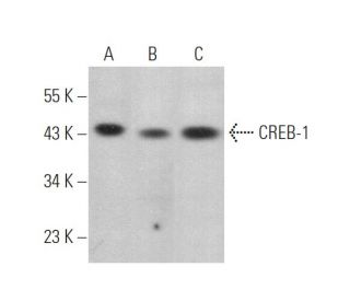 CREB1 Antibody (24H4B) - Western Blotting - Image 375045 