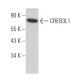 CREB3L1 Antibody (F-8) - Western Blotting - Image 366355