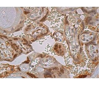 CREB3L2 Antibody (C-10) - Immunohistochemistry - Image 386821 