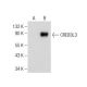 CREB3L3 Antibody (F-9) - Western Blotting - Image 283561