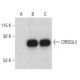 CREB3L3 Antibody (F-9) - Western Blotting - Image 398970 
