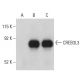 CREB3L3 Antibody (F-9) - Western Blotting - Image 398972 