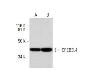 CREB3L4 Antibody (C-11) - Western Blotting - Image 290816 