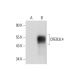CREB3L4 Antibody (D-6) - Western Blotting - Image 320307 