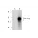 CREB3L4 Antibody (D-8) - Western Blotting - Image 314484 