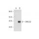 CRELD2 Antibody (C-7) - Western Blotting - Image 137561