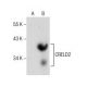 CRELD2 Antibody (D-5) - Western Blotting - Image 157503